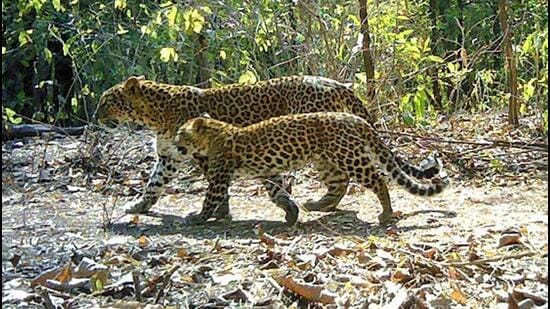 The investigators said the arrested poachers in the case confessed to poaching 10 leopards. (File Photo/Representative)