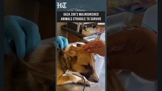 Gaza Zoo Reopens as Starving Animals and Children Seek a Moment of Relief