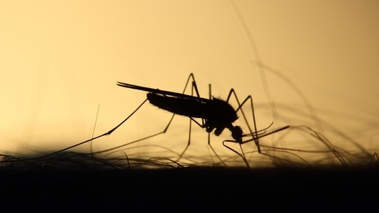 the number of malaria patients has risen steadily, with over 1,142 cases registered in the first half of August as compared to 655 in June and 1,380 in July, (Unsplash)