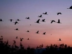 A new study maps the lesser florican’s 206,000 sq km migration flyway and finds the world’s smallest bustard remains dependent on grasslands. (Representative photo)