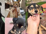 Four furry friends, in Delhi-NCR, are looking for forever homes. Make some room in your heart and home to give them a safe and happy place. Inform us if you know of a pet who needs a home, write to us at htcity.pets@gmail.com.