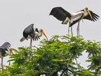 Gram it: Painted storks have arrived at the Delhi Zoological Park from the eastern parts of the country, and the lensmen in the Capital just can’t stop zooming in on these visitors. These birds that arrive at the Zoo every year, around August or September, stay in the city until March. The Zoo authorities supplement their diet by providing tens of kilograms of small fish daily in the water bodies. Here’s how a flock indulged in some gimmicks on Tuesday. 