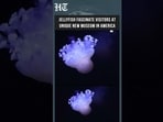 Jellyfish Fascinate Visitors at America's First Museum Dedicated to the Floating Predators