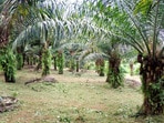 ఆయిల్ పామ్