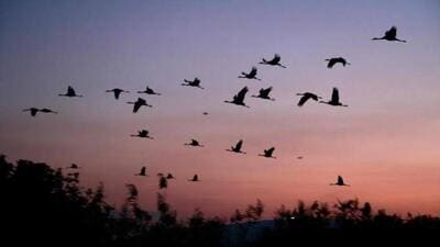 A new study maps the lesser florican’s 206,000 sq km migration flyway and finds the world’s smallest bustard remains dependent on grasslands. (Representative photo) A new study maps the lesser florican’s 206,000 sq km migration flyway and finds the world’s smallest bustard remains dependent on grasslands. (Representative photo)