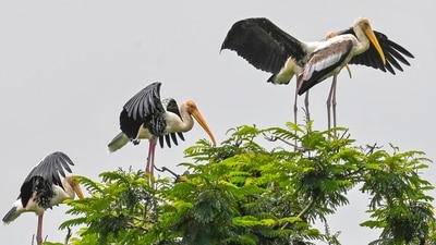 Gram it: Painted storks have arrived at the Delhi Zoological Park from the eastern parts of the country, and the lensmen in the Capital just can’t stop zooming in on these visitors. These birds that arrive at the Zoo every year, around August or September, stay in the city until March. The Zoo authorities supplement their diet by providing tens of kilograms of small fish daily in the water bodies. Here’s how a flock indulged in some gimmicks on Tuesday. (Photo: Arvind Yadav/HT)