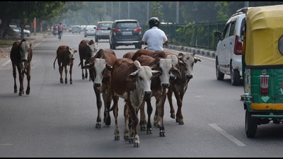 The proposal notes that such animals can cause road accidents, resulting in injuries and in some cases, death. It also highlights concerns over animals feeding on plastic and other waste, which can lead to serious health problems and death. (REPRESENTATIVE PHOTO) The proposal notes that such animals can cause road accidents, resulting in injuries and in some cases, death. It also highlights concerns over animals feeding on plastic and other waste, which can lead to serious health problems and death. (REPRESENTATIVE PHOTO)