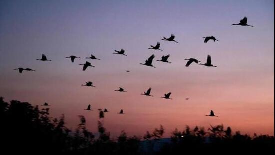 A new study maps the lesser florican’s 206,000 sq km migration flyway and finds the world’s smallest bustard remains dependent on grasslands. (Representative photo)