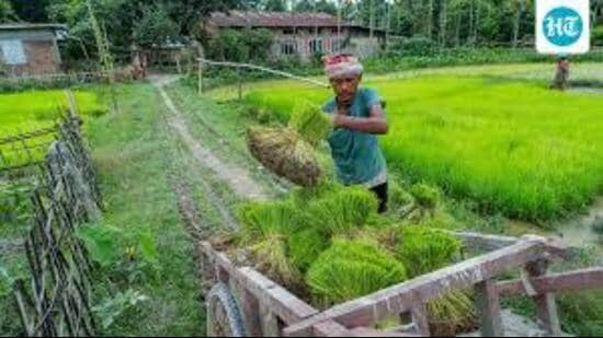 According to agriculture experts, the latest spell has been particularly beneficial for several rainfed areas in southern Haryana. (HT Photo for representation)