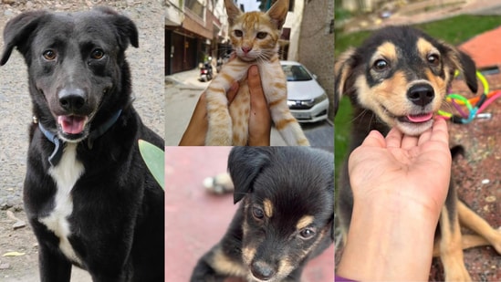 Four furry friends, in Delhi-NCR, are looking for forever homes. Make some room in your heart and home to give them a safe and happy place. Inform us if you know of a pet who needs a home, write to us at htcity.pets@gmail.com.