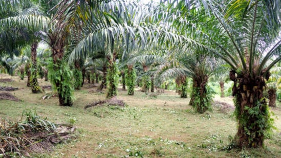ఆయిల్ పామ్