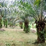 ఆయిల్ పామ్