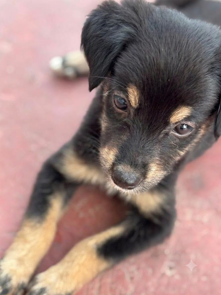 Cookie is a 1.5-month-old female Indie puppy.