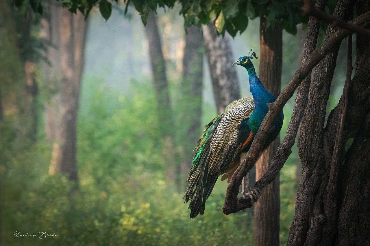 A peacock captured by Randeep at Tadoba National Park in Maharashtra (Photo: Randeep Hooda)