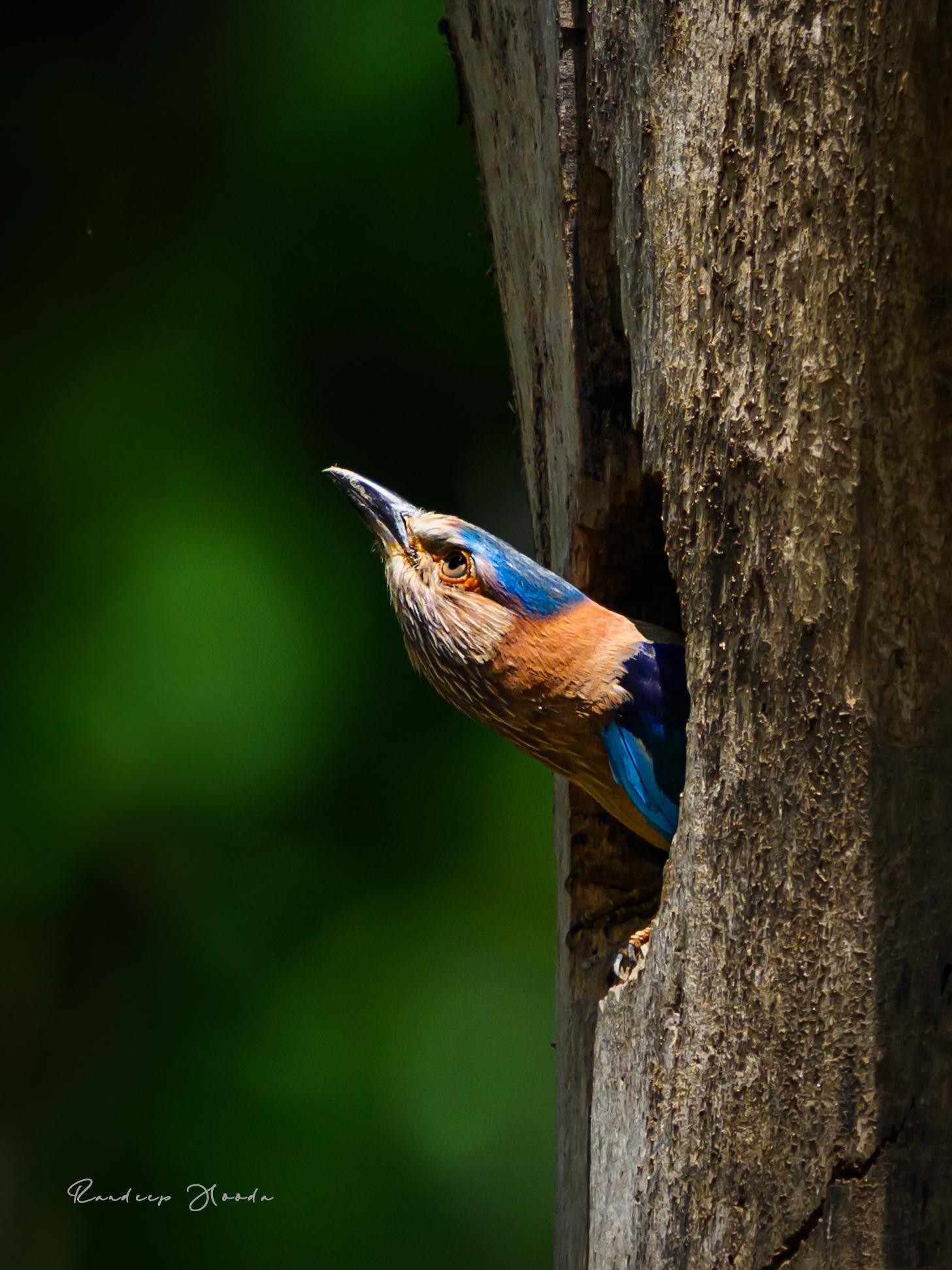 A Paradise Fly Catcher captured by Randeep at Tadoba National Park in Maharashtra (Photo: Randeep Hooda)