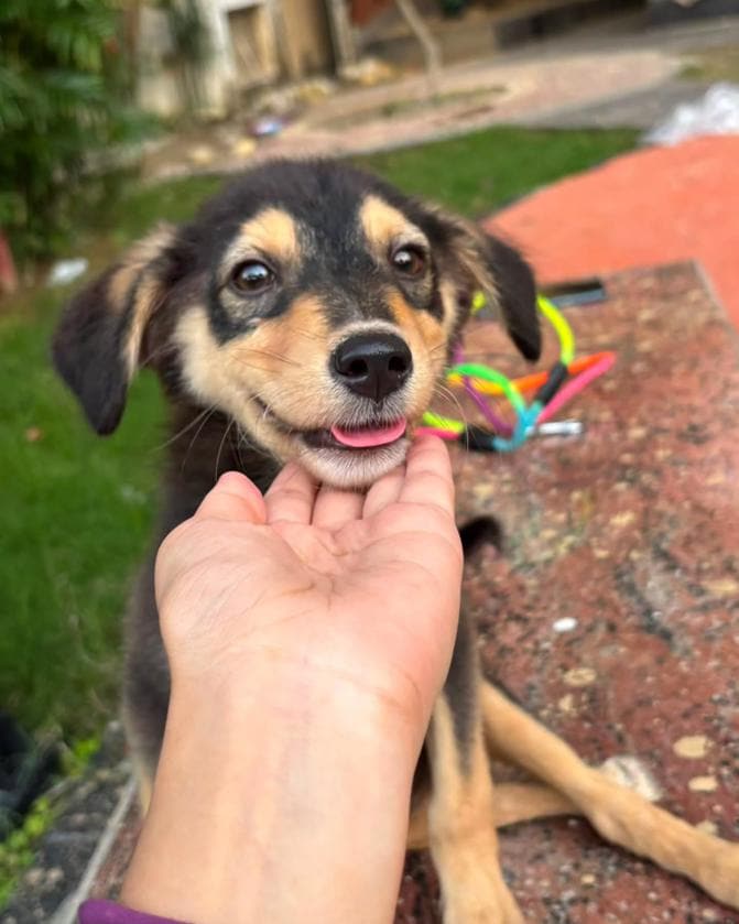 Snickers is a 2.5-month-old female Indie puppy.