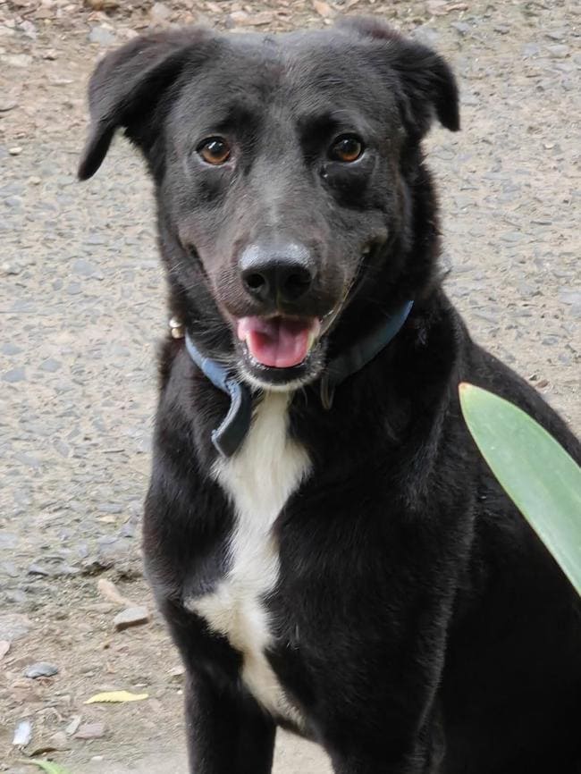 This rescued dog is an year-old male mixed-breed Indie.