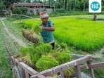 According to agriculture experts, the latest spell has been particularly beneficial for several rainfed areas in southern Haryana. (HT Photo for representation)
