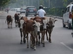 The proposal notes that such animals can cause road accidents, resulting in injuries and in some cases, death. It also highlights concerns over animals feeding on plastic and other waste, which can lead to serious health problems and death. (REPRESENTATIVE PHOTO)