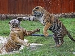 Three tiger skins were seized and nine people were arrested along Chhattisgarh’s border with Maharashtra. (PTI/Representative)