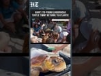 Giant 270-Pound Loggerhead Turtle Timmy Returns To Atlantic After Weeks Of Rehabilitation
