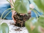 While keeping plants is generally safe, Dr Sood stressed that damp soil and stagnant water in pots can harbour harmful microbes. 