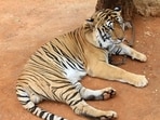 This incident adds to the ongoing debate over the use of wild animals as props for entertainment and selfies.