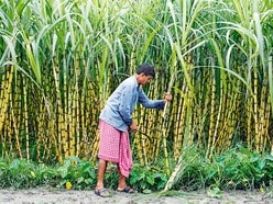 చక్కెర ధర పెరిగింది.. కంపెనీలకు తీపి కబురు.. 6 శాతం పెరిగిన షుగర్ స్టాక్స్
