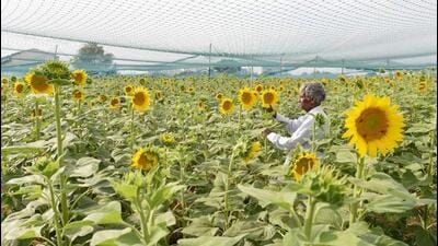 Kharif sowing in the state is nearing completion. Barring paddy transplantation, which is expected to be completed by the end of this week, sowing of other crops is over. (REPRESENTATIVE PHOTO) Kharif sowing in the state is nearing completion. Barring paddy transplantation, which is expected to be completed by the end of this week, sowing of other crops is over. (REPRESENTATIVE PHOTO)