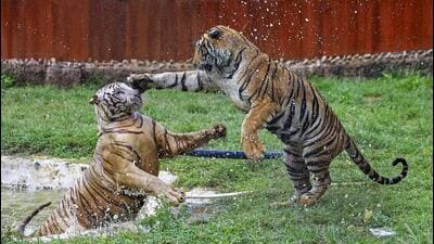 Three tiger skins were seized and nine people were arrested along Chhattisgarh’s border with Maharashtra. (PTI/Representative) Three tiger skins were seized and nine people were arrested along Chhattisgarh’s border with Maharashtra. (PTI/Representative)