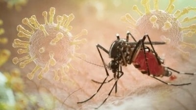 Mosquito (shutterstock) Mosquito (shutterstock)