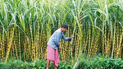 చక్కెర ధర పెరిగింది.. కంపెనీలకు తీపి కబురు.. 6 శాతం పెరిగిన షుగర్ స్టాక్స్ చక్కెర ధర పెరిగింది.. కంపెనీలకు తీపి కబురు.. 6 శాతం పెరిగిన షుగర్ స్టాక్స్