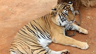 This incident adds to the ongoing debate over the use of wild animals as props for entertainment and selfies. (Facebook/World Animal Protection) This incident adds to the ongoing debate over the use of wild animals as props for entertainment and selfies. (Facebook/World Animal Protection)