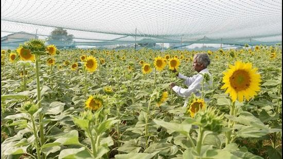 Kharif sowing in the state is nearing completion. Barring paddy transplantation, which is expected to be completed by the end of this week, sowing of other crops is over. (REPRESENTATIVE PHOTO)
