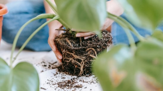 While keeping plants is generally safe, Dr Sood stressed that damp soil and stagnant water in pots can harbour harmful microbes.
