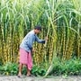 చక్కెర ధర పెరిగింది.. కంపెనీలకు తీపి కబురు.. 6 శాతం పెరిగిన షుగర్ స్టాక్స్