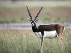A blackbuck (HT File Photo)