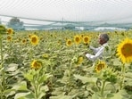 Kharif sowing in the state is nearing completion. Barring paddy transplantation, which is expected to be completed by the end of this week, sowing of other crops is over. (REPRESENTATIVE PHOTO)