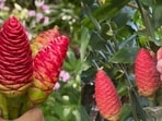 Shampoo ginger is going viral as a natural hair treatment.(Instagram)