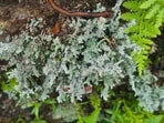Most people take both types of plants for granted; lichen is even somewhat disliked, for appearing where it wasn’t ‘invited’. The aim of the parks is to highlight the crucial role both play in ecosystems. (Yogesh Chandra Tripathi)