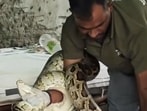 Rescuers recently found a python near a DDA Park in Delhi’s Forest View Apartments. (Photo: Instagram)