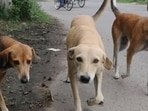 The decision has been taken in the interest of student safety following a letter from the Pramukh, Kshetra Panchayat Narayanbagar, dated August 19, highlighting the threat posed by stray and aggressive dogs in the area.