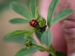 A ladybird sits on an alfalfa plant in a test agricultural plot in Bouleuse, northeastern France, on August 6.