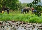 Rhinos and forest department's elephants graze in the Manas national park, west of Guwahati, India, Tuesday, June 3, 2026.