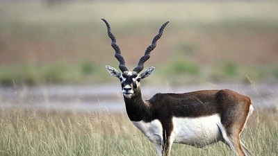 A blackbuck (HT File Photo)