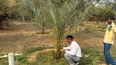 Date trees in Mirzapur (Sourced) Date trees in Mirzapur (Sourced)