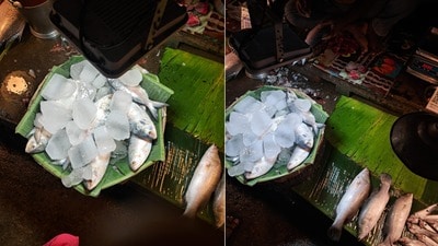 প্রতিকূল আবহাওয়ার কারণে দক্ষিণ ২৪ পরগনায় ইলিশ কম ধরা পড়েছে। (ফাইল ছবি) প্রতিকূল আবহাওয়ার কারণে দক্ষিণ ২৪ পরগনায় ইলিশ কম ধরা পড়েছে। (ফাইল ছবি)