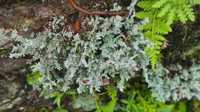 Most people take both types of plants for granted; lichen is even somewhat disliked, for appearing where it wasn’t ‘invited’. The aim of the parks is to highlight the crucial role both play in ecosystems. (Yogesh Chandra Tripathi) Most people take both types of plants for granted; lichen is even somewhat disliked, for appearing where it wasn’t ‘invited’. The aim of the parks is to highlight the crucial role both play in ecosystems. (Yogesh Chandra Tripathi)
