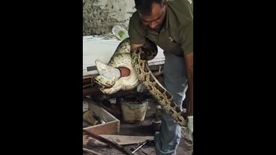 Rescuers recently found a python near a DDA Park in Delhi’s Forest View Apartments. (Photo: Instagram) Rescuers recently found a python near a DDA Park in Delhi’s Forest View Apartments. (Photo: Instagram)