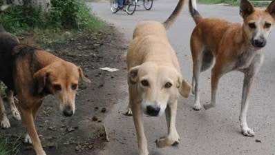 The decision has been taken in the interest of student safety following a letter from the Pramukh, Kshetra Panchayat Narayanbagar, dated August 19, highlighting the threat posed by stray and aggressive dogs in the area. (HT_PRINT) The decision has been taken in the interest of student safety following a letter from the Pramukh, Kshetra Panchayat Narayanbagar, dated August 19, highlighting the threat posed by stray and aggressive dogs in the area. (HT_PRINT)